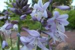Fotos von Haustierfotos von anmutigen Blumen