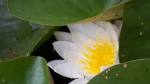 Fotos von Haustierfotos von schlichten Blumen