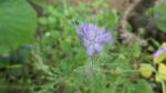 Fotos von Haustierfotos von zierlichen Blumen
