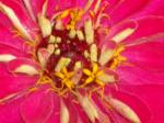 Fotos von Haustierfotos von bunten Blumen