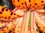 Fotos von Haustierfotos von pr�chten Blumen