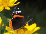 Fotos von Haustierfotos von Schmetterlingen an einer Blume
