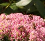 Fotos von Haustierfotos von Insekten auf Blumen