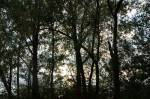 Sonne durch B�ume