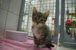 Fotos von Haustierfotos von Babyhunden und Babykatzen