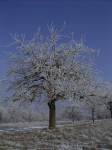 Apfelbaum