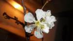 Kirschbl�te