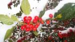 im Schnee