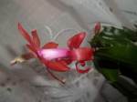 rot und rosa zugleich