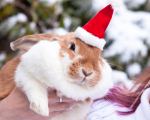 Fotos von Haustierfotos von weihnachtlichen Hunden und Katzen