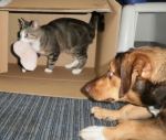 Fotos von Haustierfotos von lustigen Kartonkatzen