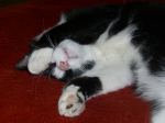 Fotos von Haustierfotos von schlafenden Tigern, Fellnasen und Nagern