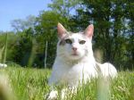 Fotos von Haustierfotos von Tieren in sch�ner Landschaft