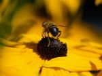Fotos von Haustierfotos von Bienen und Hummeln zu Besuch