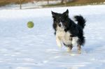 Fotos von Haustierfotos von ballspielenden Hunden