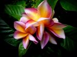 Fotos von Haustierfotos von Blumen, B�umen oder anderen Pflanzen im Urlaub
