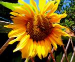 Fotos von Haustierfotos von Blumen in Nahaufnahme