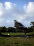 Der kl�gere Baum gibt nach,