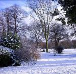 Fotos von Haustierfotos von Blumen im Schnee