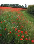Fotos von Haustierfotos von Blumen in leuchtend starken Farben