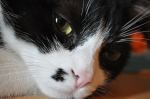 Fotos von Haustierfotos von Tieren die vor sich hintr�umen