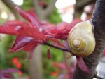 Fotos von Haustierfotos von Pflanzen mit Schnecken