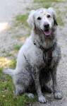 Fotos von Haustierfotos von nicht ganz sauberen Hunden
